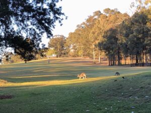 Morning walk around the golf course with Skippy and Gudetama. ☀️ https://t.co/gPyh92wsRt