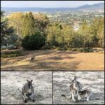 View from the Airbnb. So many mama kangaroos! Right in front of the veranda! 🦘❤️ https://t.co/9qi321vo68 https://t.co/dr0n8aRltv