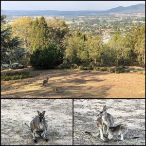 View from the Airbnb. So many mama kangaroos! Right in front of the veranda! 🦘❤️ https://t.co/9qi321vo68 https://t.co/dr0n8aRltv