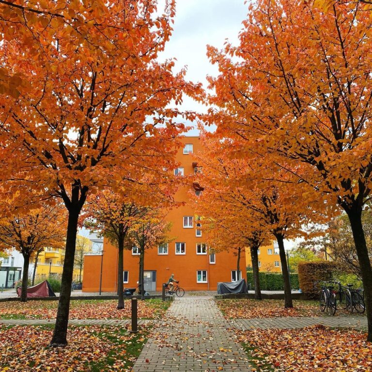 These trees are so gorgeous, it almost makes me forgive the number of times I’ve nearly broken my ankle on the stupid little crabapples they drop everywhere. 🍁