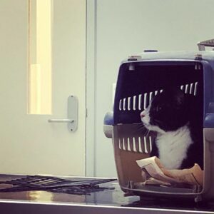 “You’re not really going to leave me here, are you??” 😿 (Petey has to stay at the vet for a while.) https://t.co/yOhGCap1Ci https://t.co/F76ztD17WK