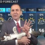 RT @LorenzoTheCat: When a TV weatherman is forced to work from home. https://t.co/1tvs3E6UA1