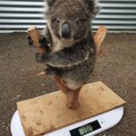 RT @skalagas: if anyone's ever wondered how they weigh a koala... https://t.co/ieI6SLX2kk