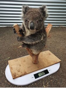 RT @skalagas: if anyone's ever wondered how they weigh a koala... https://t.co/ieI6SLX2kk