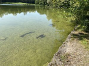 ...but there is also a lot of rambly wilderness “in the English style,” and we saw lots of ducks, geese, carp, and even a deer! https://t.co/9UBKtN5m8G