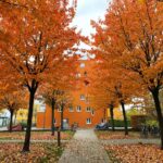 The beautiful orange leaves are all gone, in less than a week. I forget what it’s like to see the seasons change. 🍁 https://t.co/leoyZ3Saz9