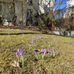 Springtime bike ride through the Altstadt and along the Isar. Blue skies and fresh air always raise the spirits. Loving the little patches of crocuses appearing everywhere... 🚴‍♀️☀️🌸 https://t.co/sb1HGxtCJJ