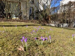 Springtime bike ride through the Altstadt and along the Isar. Blue skies and fresh air always raise the spirits. Loving the little patches of crocuses appearing everywhere... 🚴‍♀️☀️🌸 https://t.co/sb1HGxtCJJ