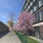 Cherry blossoms! Suddenly our neighbourhood is bursting with colour. This is amazing. Might need to make a trip to the Englischer Garten this weekend to look for more... 🍒🌸 https://t.co/OkHadIPlzV