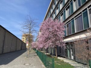 Cherry blossoms! Suddenly our neighbourhood is bursting with colour. This is amazing. Might need to make a trip to the Englischer Garten this weekend to look for more... 🍒🌸 https://t.co/OkHadIPlzV