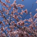 Cherry blossoms! Suddenly our neighbourhood is bursting with colour. This is amazing. Might need to make a trip to the Englischer Garten this weekend to look for more... 🍒🌸 https://t.co/OkHadIPlzV