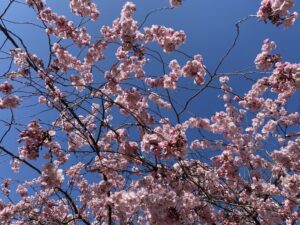 Cherry blossoms! Suddenly our neighbourhood is bursting with colour. This is amazing. Might need to make a trip to the Englischer Garten this weekend to look for more... 🍒🌸 https://t.co/OkHadIPlzV