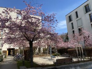 Cherry blossoms! Suddenly our neighbourhood is bursting with colour. This is amazing. Might need to make a trip to the Englischer Garten this weekend to look for more... 🍒🌸 https://t.co/OkHadIPlzV