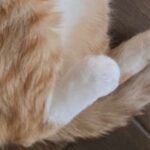 RT @JortsTheCat: Check out my NFT (neat furry tail) https://t.co/2BkN4O2eRI