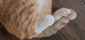 RT @JortsTheCat: Check out my NFT (neat furry tail) https://t.co/2BkN4O2eRI