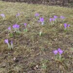 It’s been a terrible week, but I’m trying to find joy in little things. First crocuses of spring. Brekkie with The Snook. Biergarten putting out benches and tables. Freshly made Krapfen for Fasching. Sending love & strength to the kind people we met in Kyiv two years ago… ❤️🇺🇦 https://t.co/4TISaRf826