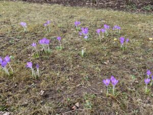 It’s been a terrible week, but I’m trying to find joy in little things. First crocuses of spring. Brekkie with The Snook. Biergarten putting out benches and tables. Freshly made Krapfen for Fasching. Sending love & strength to the kind people we met in Kyiv two years ago… ❤️🇺🇦 https://t.co/4TISaRf826