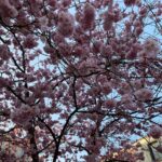 Meetings all day, but I still made it out for a quick sunset ride in Westpark to catch the cherry blossoms in bloom (along with everything else)! 🌸 https://t.co/RyeseKFVNN