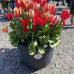 Amsterdam in the Spring! Canals and churches and cheese and tulips… ⛪️🧀🌷 https://t.co/13qSDTu3V5