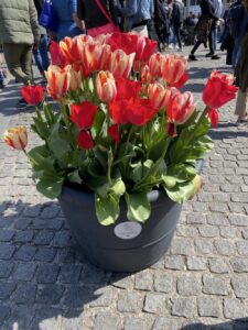 Amsterdam in the Spring! Canals and churches and cheese and tulips… ⛪️🧀🌷 https://t.co/13qSDTu3V5