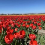 Thank you #tulipbicycletour for an unforgettable Easter touring beautiful Lisse and the surrounding flower fields! The intensity of the colour and the fragrance is like nothing I’ve ever experienced. Feeling very fortunate to be here… 🌷💐🚴‍♀️😍 https://t.co/tV8U142GI4