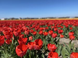 Thank you #tulipbicycletour for an unforgettable Easter touring beautiful Lisse and the surrounding flower fields! The intensity of the colour and the fragrance is like nothing I’ve ever experienced. Feeling very fortunate to be here… 🌷💐🚴‍♀️😍 https://t.co/tV8U142GI4