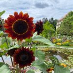 Finally visited Munich’s Botanic Gardens today! 🌺🐝🦋🌴 https://t.co/UhyymQj4GF