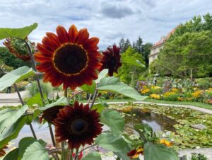 Finally visited Munich’s Botanic Gardens today! 🌺🐝🦋🌴 https://t.co/UhyymQj4GF