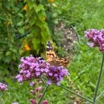 Finally visited Munich’s Botanic Gardens today! 🌺🐝🦋🌴 https://t.co/UhyymQj4GF