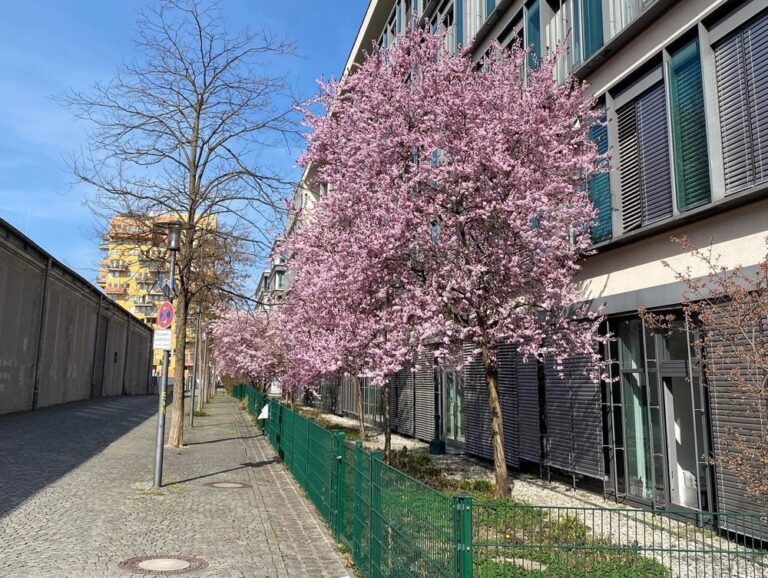 Cherry blossoms! Suddenly our neighbourhood is bursting with colour. This is amazing. Might need to make a trip to the Englischer Garten this weekend to look for more... 🍒🌸