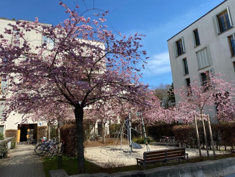 Cherry blossoms! Suddenly our neighbourhood is bursting with colour. This is amazing. Might need to make a trip to the Englischer Garten this weekend to look for more... 🍒🌸