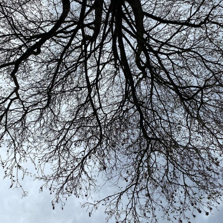 Picnic in Westpark on a cloudy day... ⛅️🧺