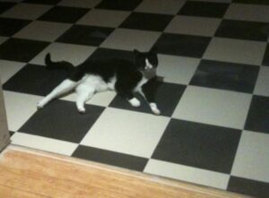 RT @the_snook: He likes it because it matches his tux http://t.co/JGRdMzqa // Kitty camouflage!