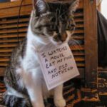 RT @entylawyer: Cat shaming. Just when you thought the pet shaming fad was over it keeps getting better. http://t.co/5Aryc9dvqB