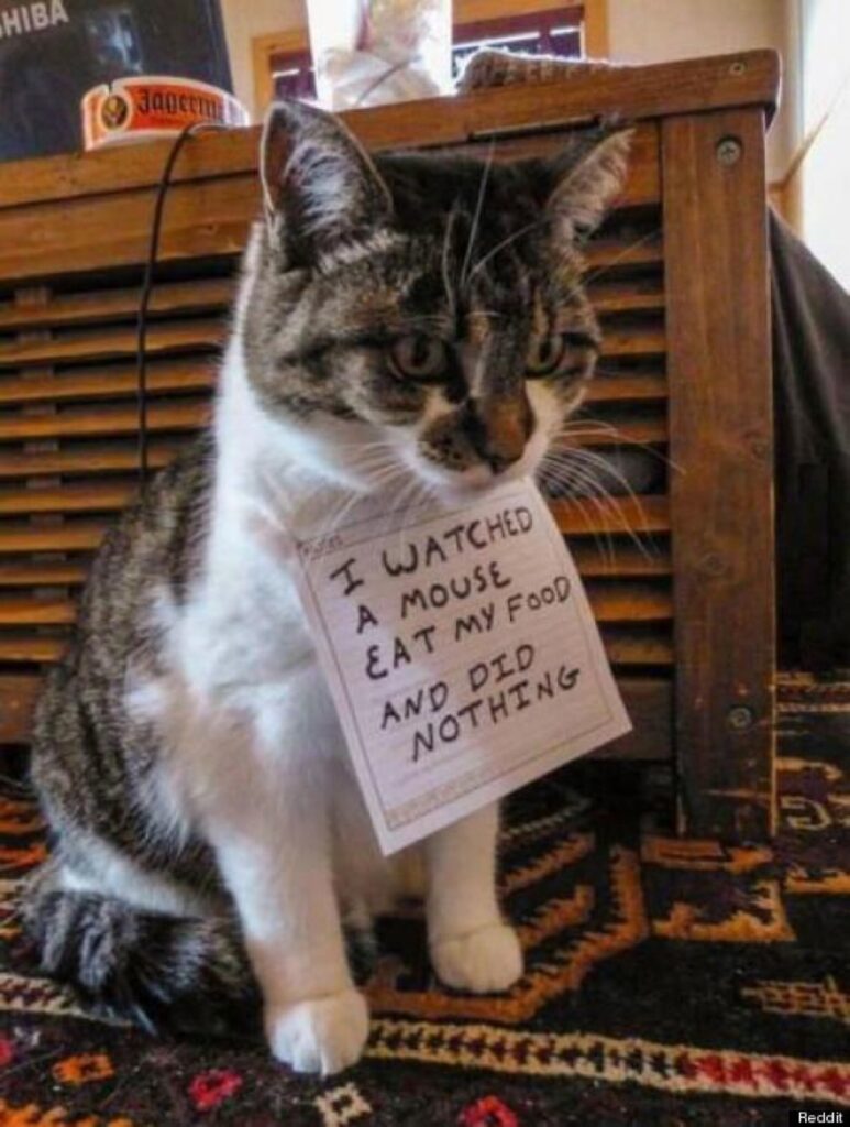 RT @entylawyer: Cat shaming. Just when you thought the pet shaming fad was over it keeps getting better. http://t.co/5Aryc9dvqB