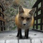 RT @emergency_fox: #FF = #FOXFRIDAY http://t.co/vi05rx2FiA // For #thesmartfoxies at #shehacks today!