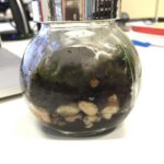 @pyko @helarious_ I bought my first ever terrarium from a hipster in Mudgee a few weeks back. It has a TEENY SHEEP! http://t.co/umbSpda1dM