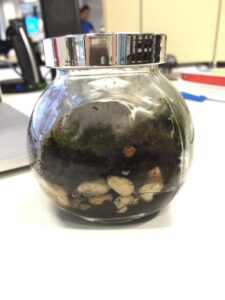 @pyko @helarious_ I bought my first ever terrarium from a hipster in Mudgee a few weeks back. It has a TEENY SHEEP! http://t.co/umbSpda1dM