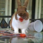 Who knew that cute animals eating berries could look so TERRIFYING? | Metro News http://t.co/5kwe3Kf3Gp - Awwww! http://t.co/xohmaswPZJ