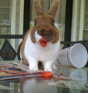 Who knew that cute animals eating berries could look so TERRIFYING? | Metro News http://t.co/5kwe3Kf3Gp - Awwww! http://t.co/xohmaswPZJ