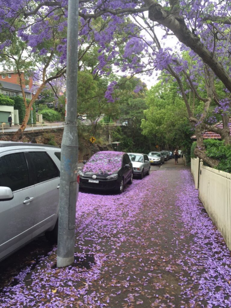 RT @NicoleWill100: Australian snowstorm https://t.co/1vKDaPcESn