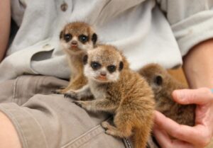 Can you keep meerkats as a pet? You know, just hypothetically, not because they're SUPER CUTE AND I ❤️ THEM SO MUCH https://t.co/0UrfupCcEg https://t.co/PxZPHdaLFr