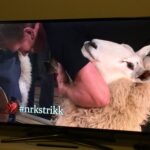 The sheep is so chill this is amaaaaazing. https://t.co/H4ZZO0BQYb