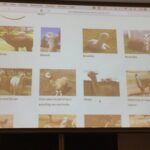 Jill from Marlyn Alpaca showing off her adorable alpacas and talking about using tech for fiber quality control! #lca2017 https://t.co/hLOxaDGBLO