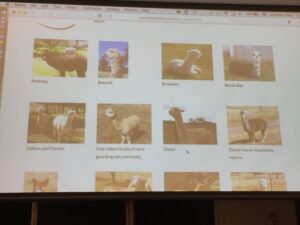 Jill from Marlyn Alpaca showing off her adorable alpacas and talking about using tech for fiber quality control! #lca2017 https://t.co/hLOxaDGBLO