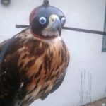 RT @scott_kerr: Some wiseguy falconer put a pair of googly eyes on the hood of his Harris hawk... https://t.co/gt5p7m3DQW