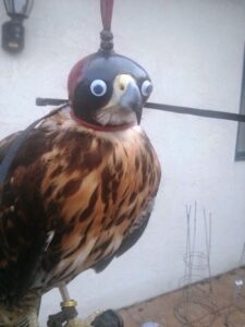 RT @scott_kerr: Some wiseguy falconer put a pair of googly eyes on the hood of his Harris hawk... https://t.co/gt5p7m3DQW