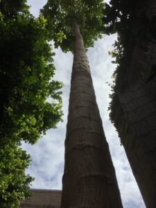 We’ve had this tall papaya tree in our garden for 8 years but never got fruit until today! (They always fell over the fence.) https://t.co/Vj3J4fjA3W