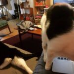 The Problem with Working From Home. 😼 https://t.co/UJ0rYBqv6I https://t.co/TFwhqG1NK8