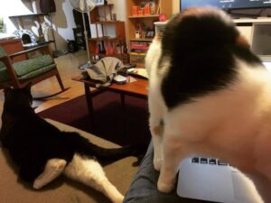 The Problem with Working From Home. 😼 https://t.co/UJ0rYBqv6I https://t.co/TFwhqG1NK8